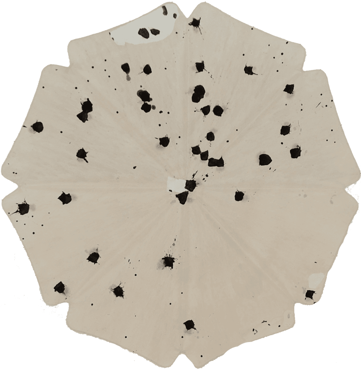 Evening Butterfly in the Ginko